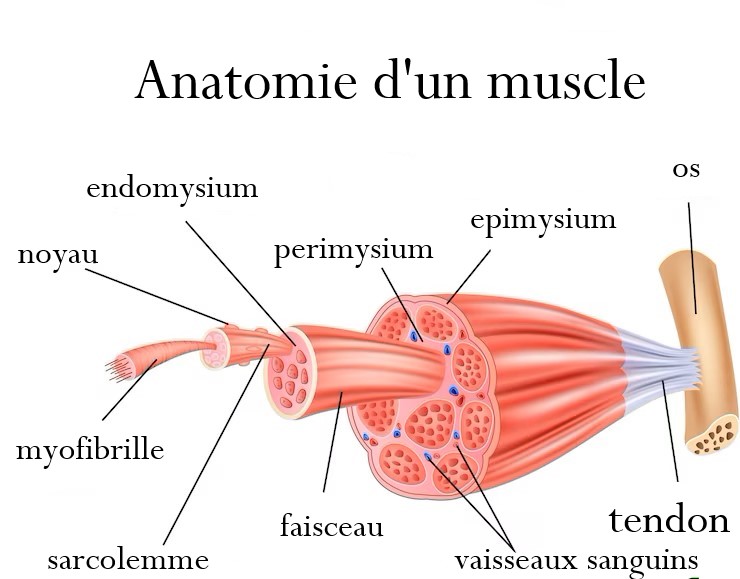Anatomie d'un muscle avec mise en relief du tendon